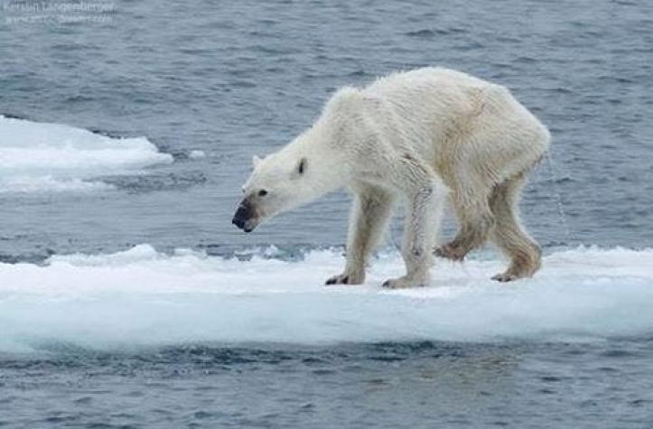 ¿Porqué la foto de este oso polar está dando vuelta al mundo?