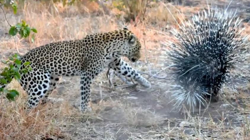 [VIDEO] Leopardo se enfrenta a puercoespín y aprende valiosa lección