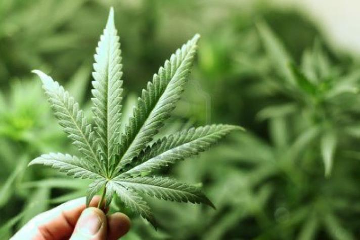Gobierno busca intervenir proyecto de despenalización del uso de marihuana