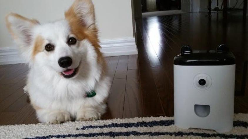 La primera cámara que le permite a tu mascota enviar sus selfies a tu celular