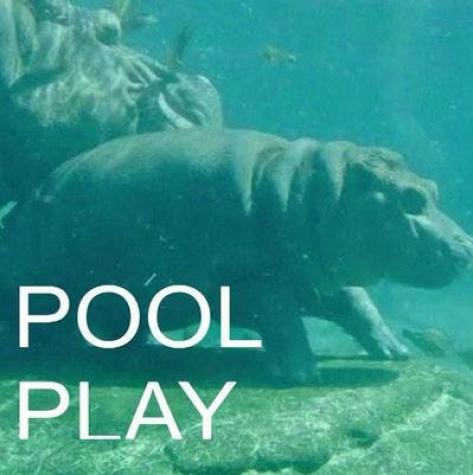 [VIDEO] Hipopótamo de cinco meses disfruta un día en la piscina