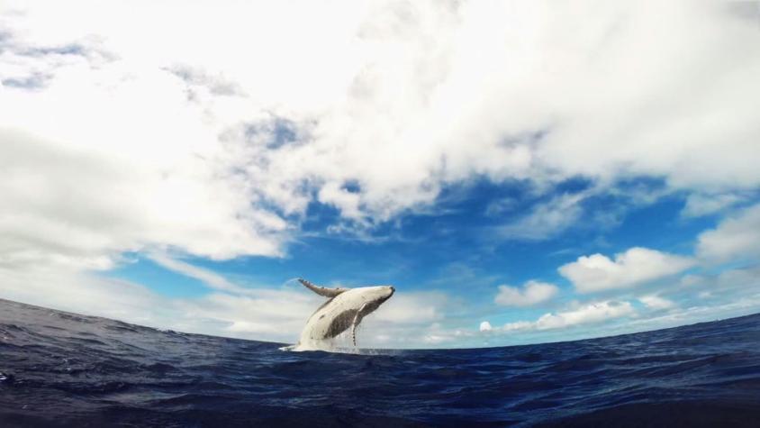 [VIDEO] Buzos captan a ballena jorobada jugando junto a su cría
