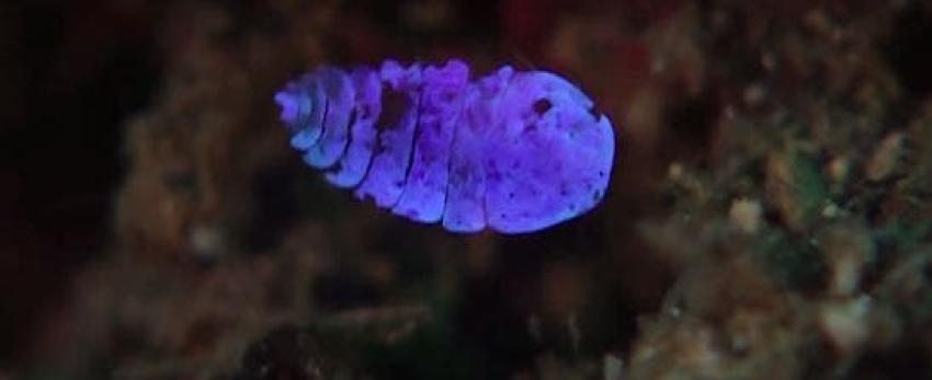 "Zafiro de mar", el increíble crustáceo que se vuelve invisible