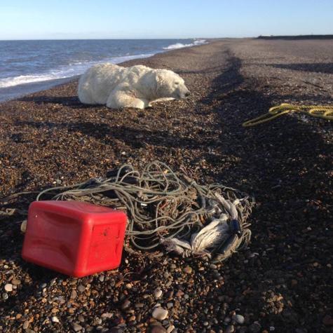 Así rescataron a un oso polar de 450 kilos a liberarse de una red de pesca