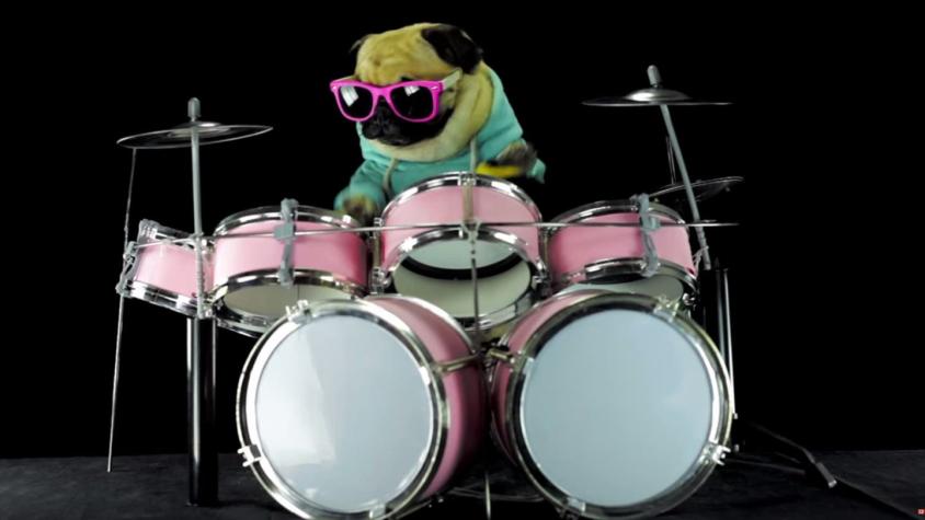 [VIDEO] ¡Pug rockstar! Perro baterista revoluciona las redes sociales