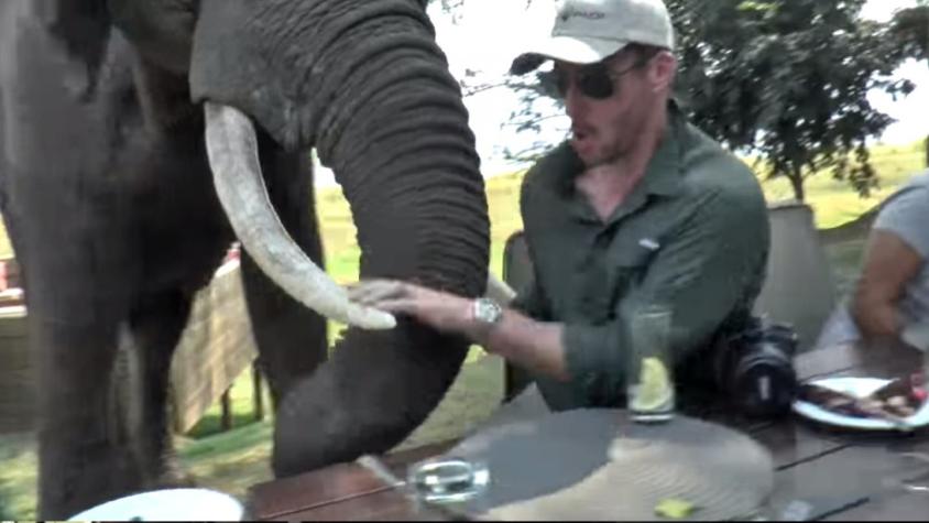 [VIDEO] Elefante empuja a turistas en parque nacional de Zimbabue