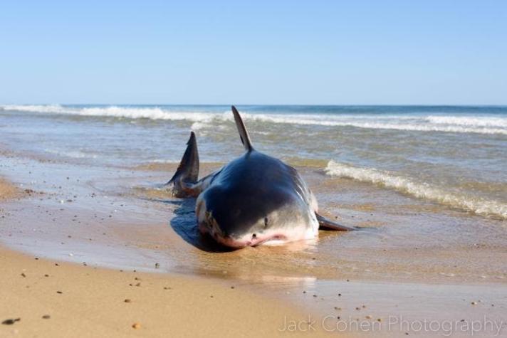 Tiburón blanco muere pese a intentar ser rescatado por cientos de veraneantes