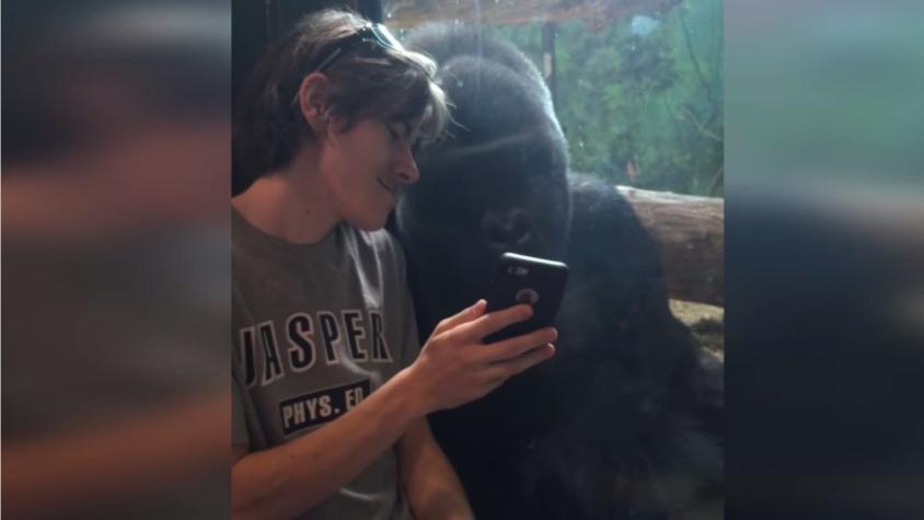 [VIDEO] Joven capta atención de gorila mostrándole fotos de su celular