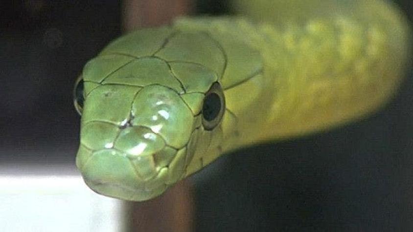 A punto de acabarse uno de los antídotos más eficaces contra el veneno de serpientes
