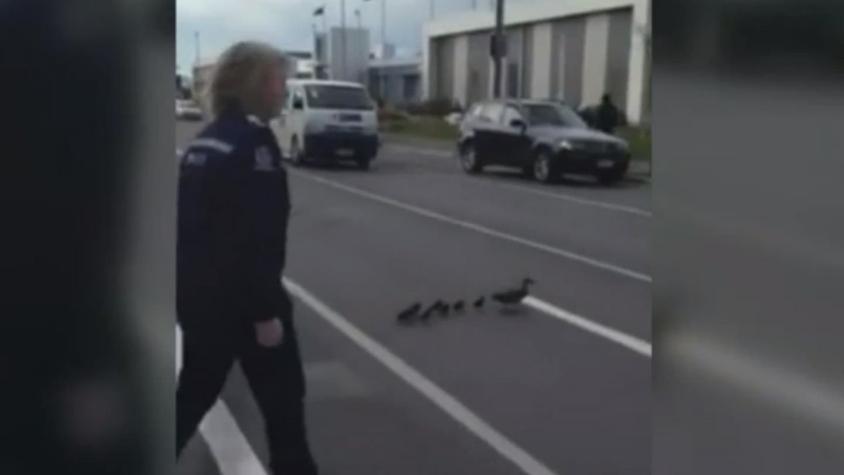[VIDEO] Policía escolta a mamá pato y sus crías mientras cruzan una calle