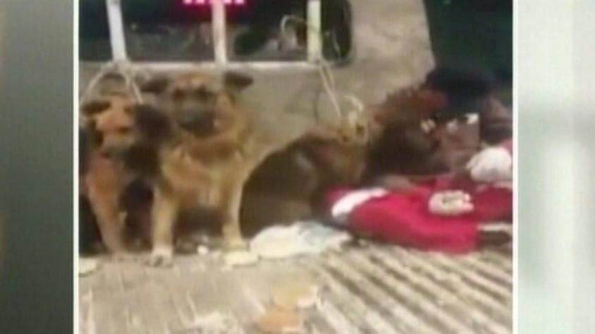 [VIDEO] Vecinos de Lota denuncian maltrato animal en contra de perros vagos