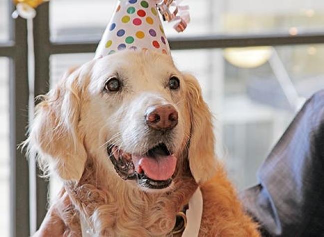 [VIDEO] EE.UU.: Bretagne, el último perro de rescate del 11/09 celebra su cumpleaños
