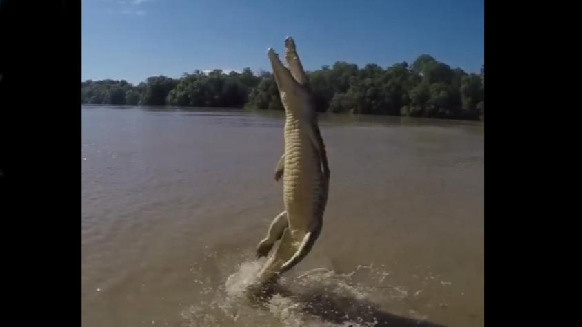[VIDEO] La increíble fuerza de la cola de un cocodrilo