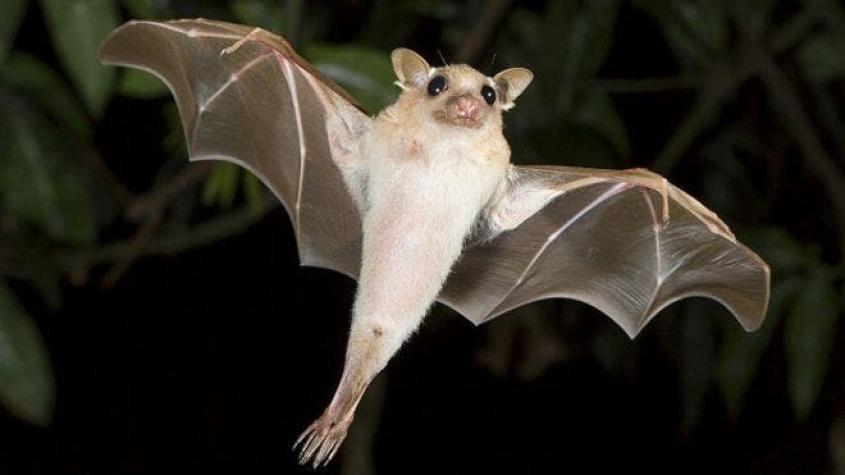 Por qué los murciélagos valen más de US$1.000 millones