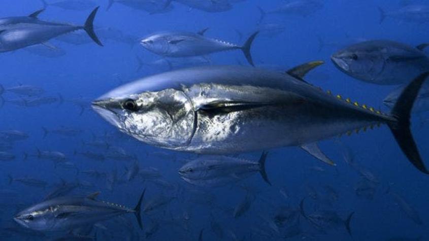 La alarmante desaparición de algunos de los peces más comunes de los océanos