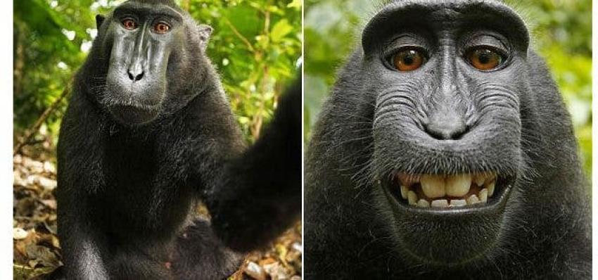 PETA demanda para que un mono sea declarado dueño de una selfie