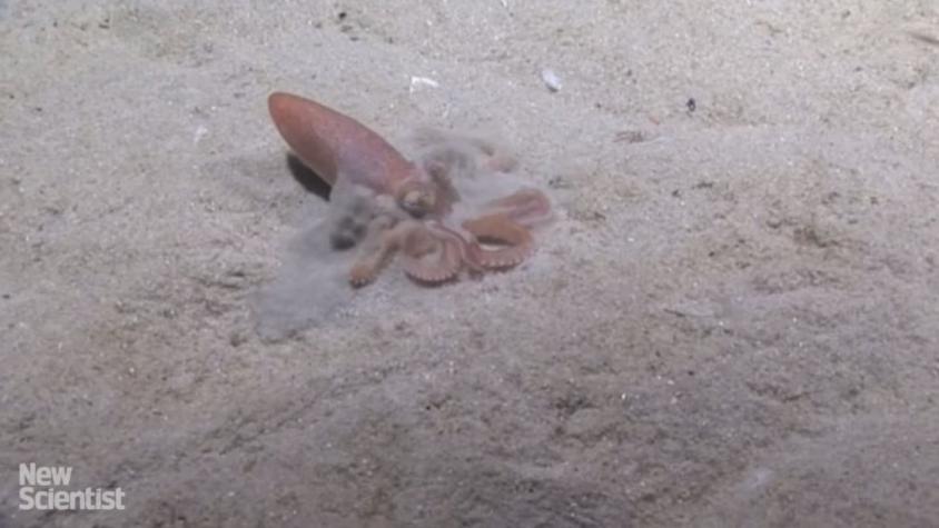 [VIDEO] Pulpo arma refugio de arena para esconderse de los depredadores