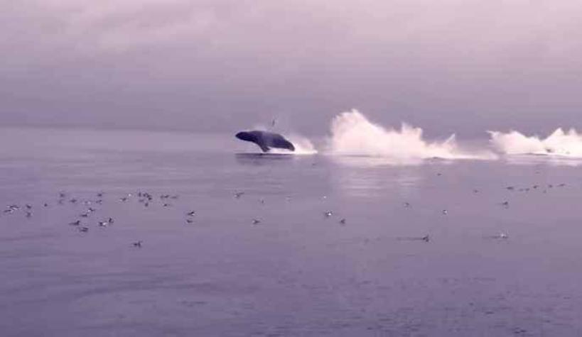 [VIDEO] Ballenas azules emocionan con su salto a turistas de California