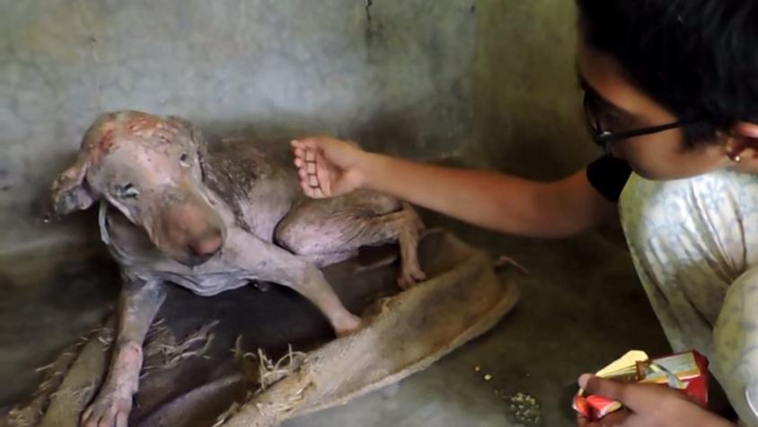 [VIDEO] Increíble transformación de perro abandonado en India