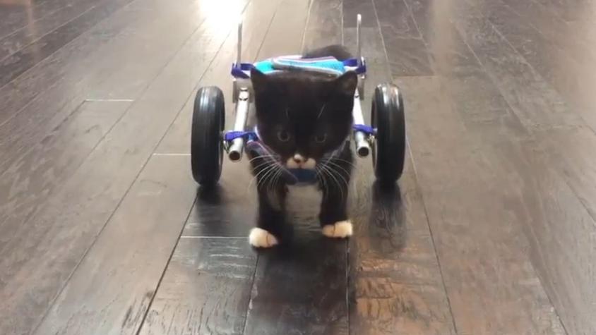 [VIDEO] Gato sin dos patas traseras logra caminar gracias a pequeña silla de ruedas
