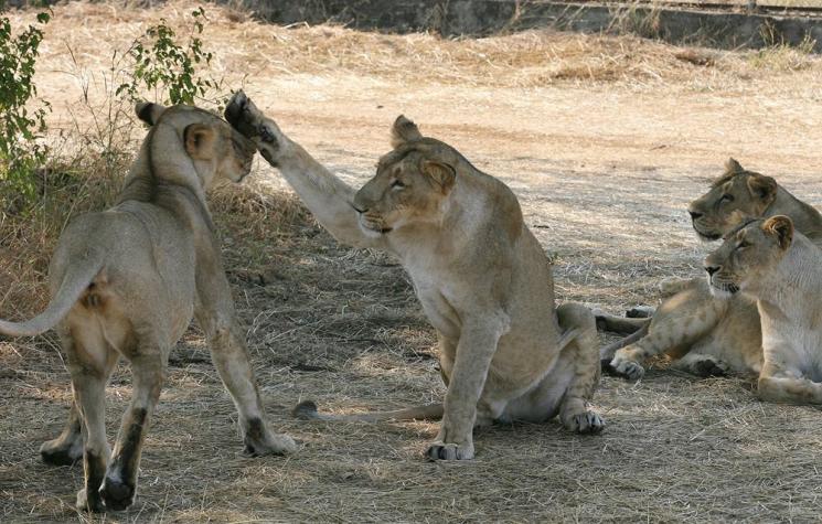 Estudio revela alarmante disminución de leones en África