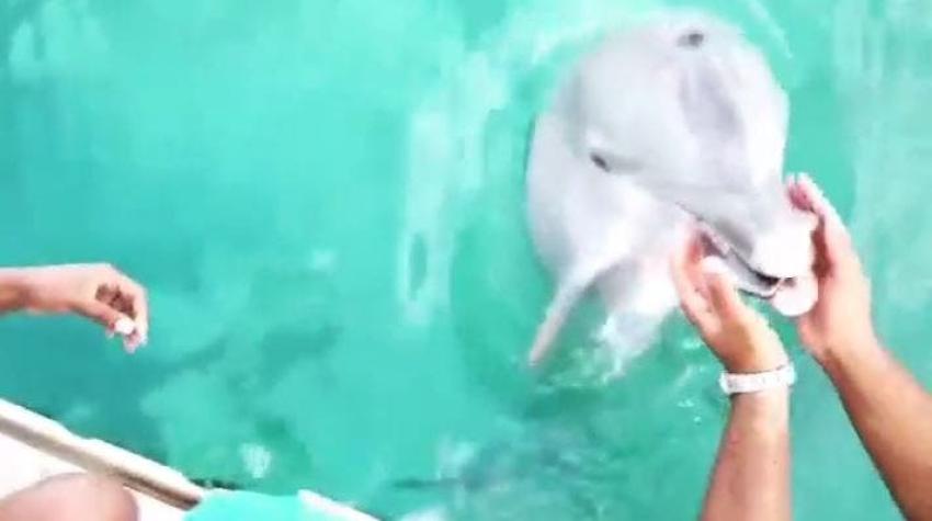 [VIDEO] Delfín rescata celular que se cayó al fondo del mar y se lo devuelve a su dueña