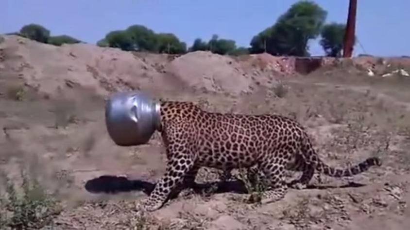 [VIDEO] Leopardo atascó su cabeza en una vasija durante cinco horas