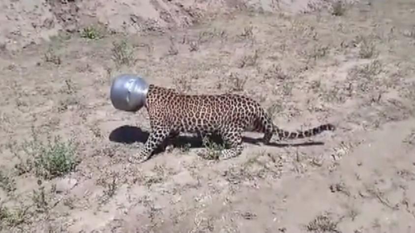 [VIDEO] Leopardo atasca su cabeza en una olla metálica por tratar de buscar agua