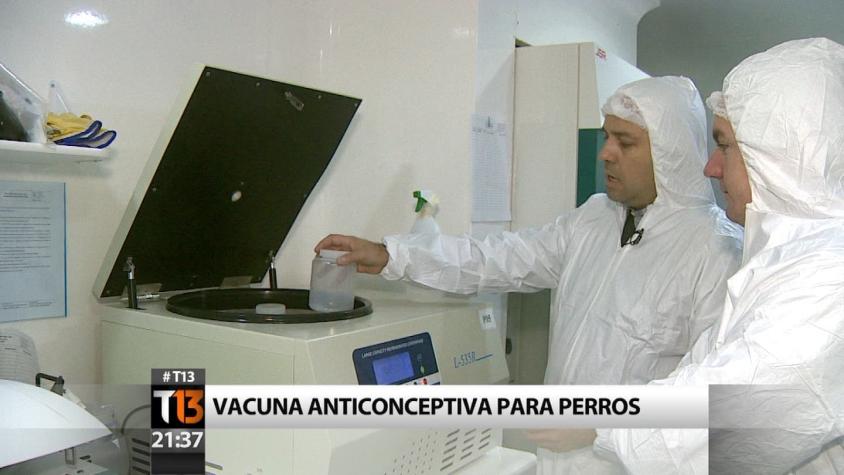 Chileno desarrolla la primera vacuna anticonceptiva para perros