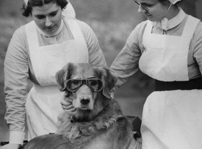 El perro que ayudó a la medicina a salvar millones de vidas