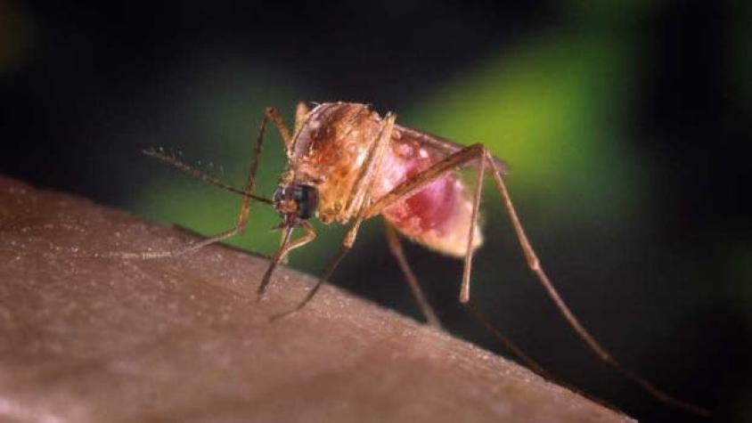 Hay genes que protegen contra la malaria