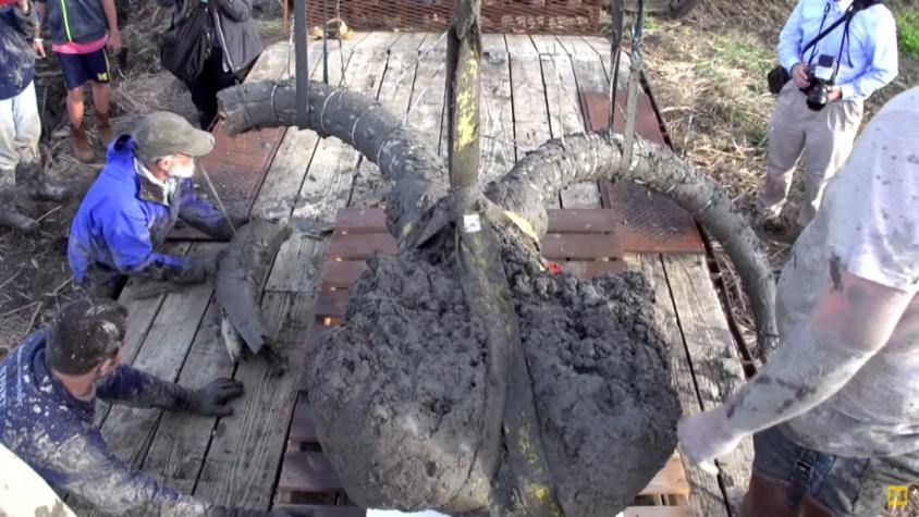 [VIDEO] Granjero descubre enormes restos de un mamut en Michigan