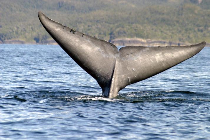 Impulsan iniciativa para proteger a la ballena azul en el Golfo de Corcovado