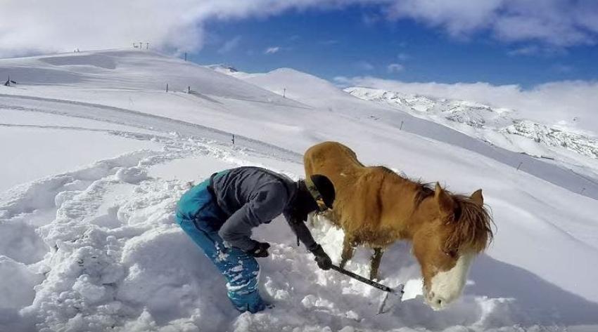[VIDEO] Emotivo rescate de caballo atrapado en la nieve captado por una GoPro