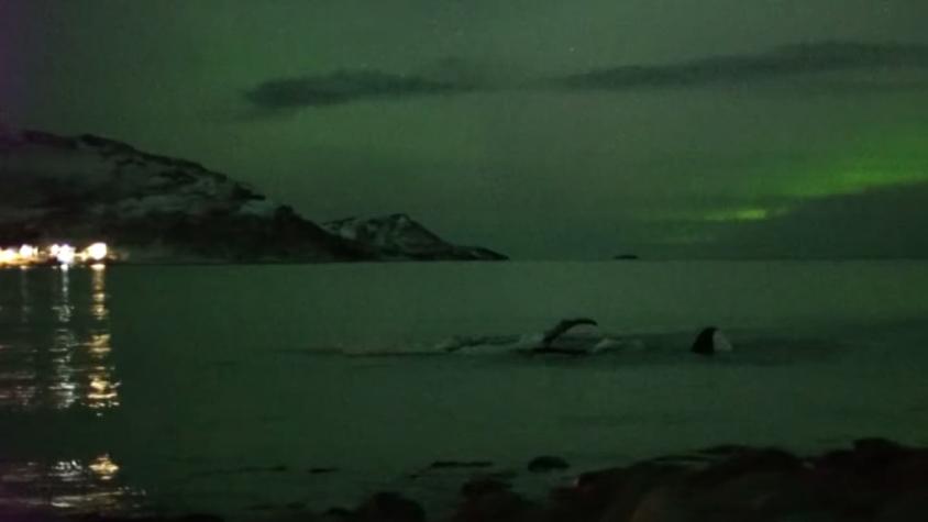 [VIDEO] Maravilloso espectáculo: Captan a ballenas durante aurora boreal en Noruega