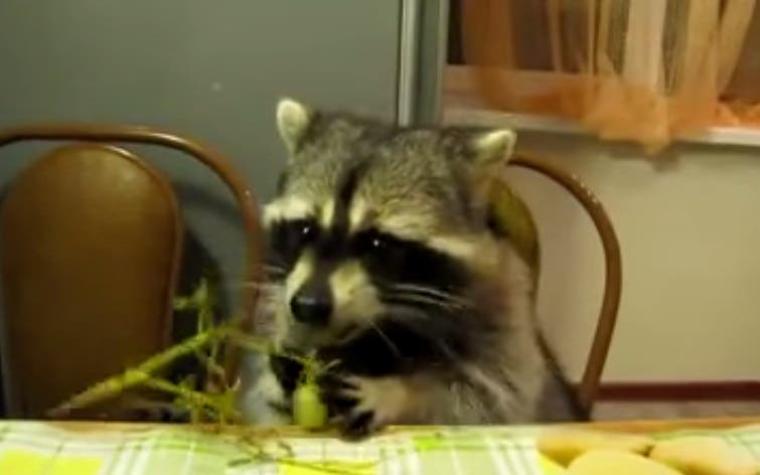 [VIDEO] La graciosa manera en que este mapache come sus uvas