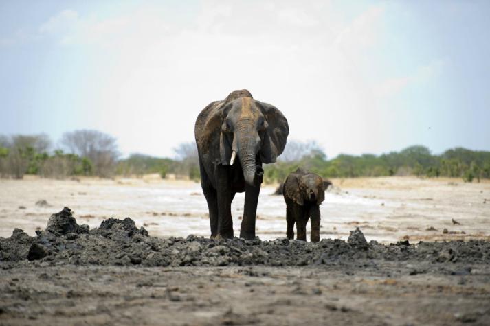 Zimbabue: Encuentran muertos a 40 elefantes envenenados con cianuro