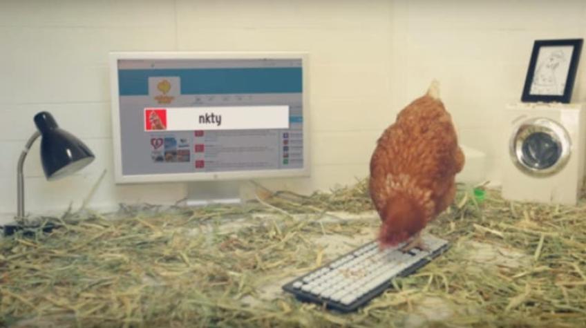Restaurant australiano pone a gallina a escribir sus mensajes en Twitter