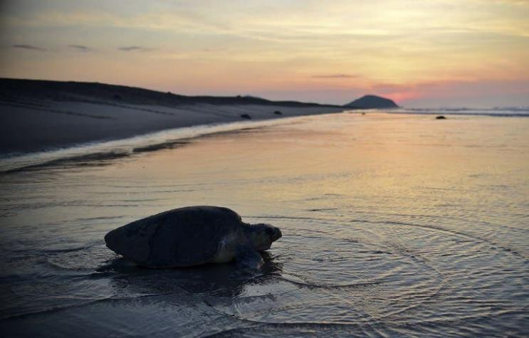 México: Encuentran muertos a delfines, tortugas y lobos marinos