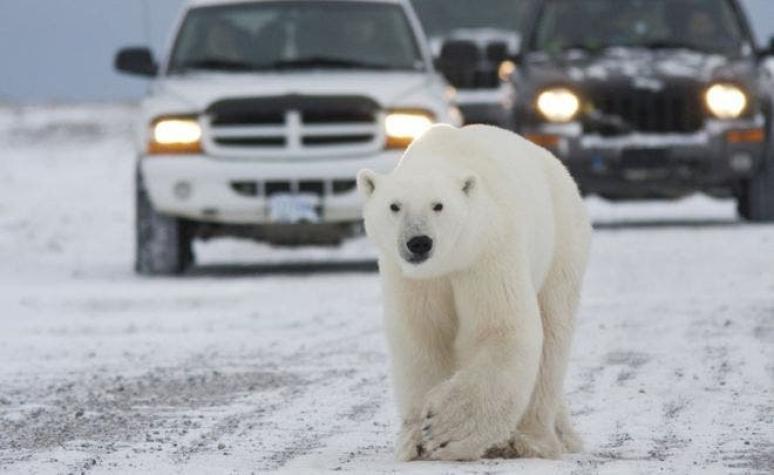 Cómo es vivir codo a codo con los osos polares