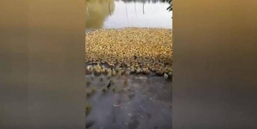 [VIDEO] La felicidad de cinco mil patitos que corren a nadar en un estaque por primera vez