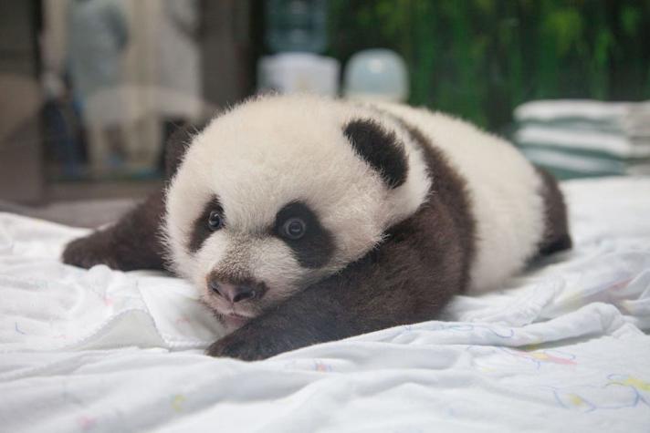 Nacimiento múltiple de osos panda llama la atención en China