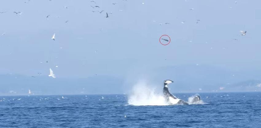 [VIDEO] Grupo de orcas caza a una foca y la lanza 25 metros al aire