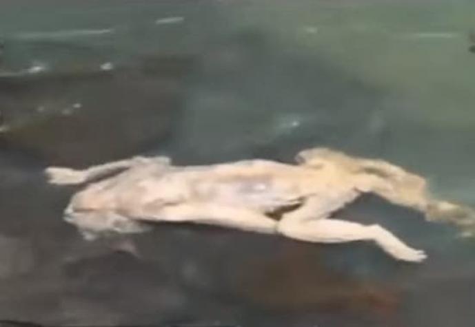 Esta es la extraña criatura hallada a orillas de un río en Paraguay
