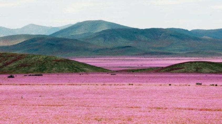Por qué tiene tantas flores el desierto de Atacama, el lugar más seco del planeta