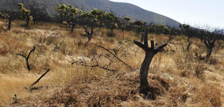 Gobierno declara zona de escasez hídrica en 14 comunas de la región de Coquimbo