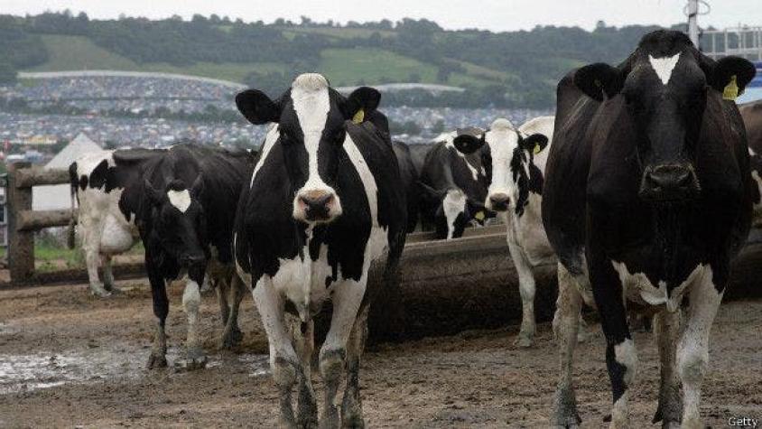 Exportan 3.500 bovinos desde Los Lagos a Turquía