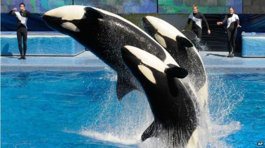 EE.UU.: SeaWorld pondrá fin a sus espectáculos con orcas en California