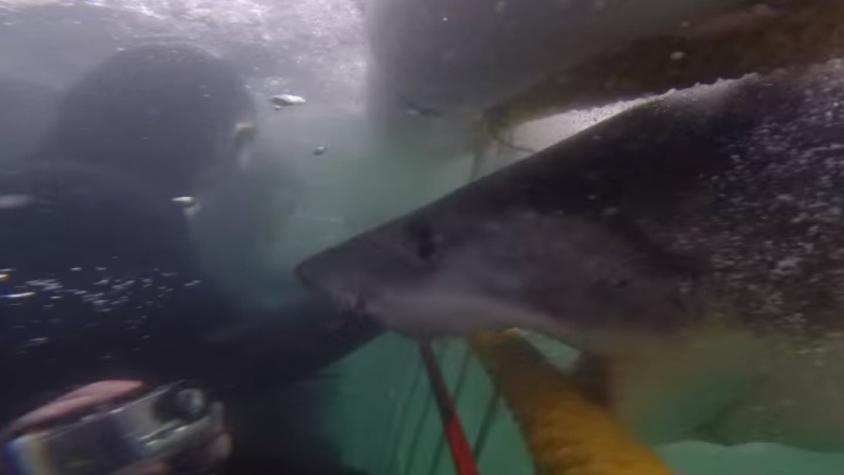 [VIDEO] Jaula evitó furioso ataque de tiburón blanco