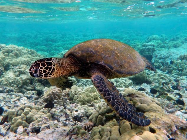 De presa a salvador: la tortuga marina de México